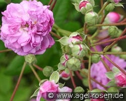 Rosemarie Viaud kaufen, click for more details Rosemarie Viaud