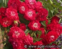 Rosilia kaufen, click for more details Rosilia