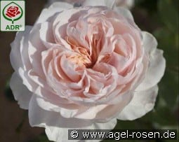 Sabrina kaufen, click for more details Sabrina