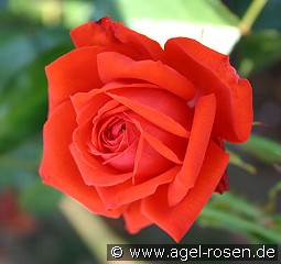 Salita kaufen, click for more details Salita