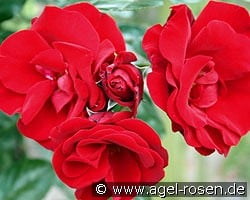 Santana kaufen, click for more details Santana