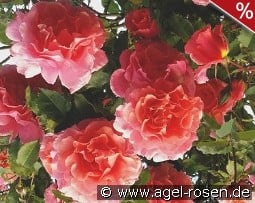 Schloss Bad Homburg kaufen, click for more details Schloss Bad Homburg