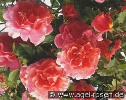 Schloss Bad Homburg kaufen, click for more details Schloss Bad Homburg