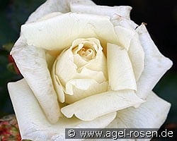 Schneewalzer kaufen, click for more details Schneewalzer