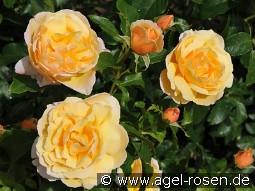 Soleil Vertical kaufen, click for more details Soleil Vertical