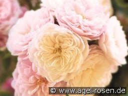 Starlet Rose Alina kaufen, click for more details Starlet Rose Alina