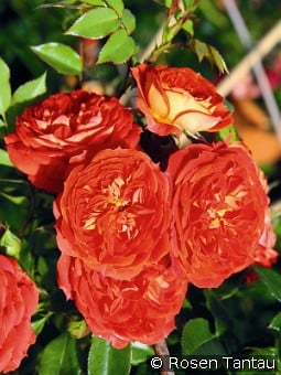 Starlet Rose Carmen kaufen, click for more details Starlet Rose Carmen