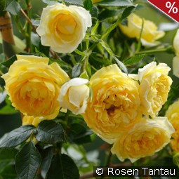 Starlet Rose Elida