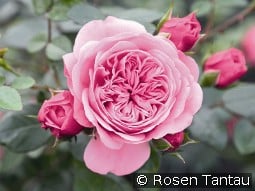 Starlet Rose Eva kaufen, click for more details Starlet Rose Eva