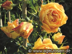 Starlet Rose Lizzy kaufen, click for more details Starlet Rose Lizzy