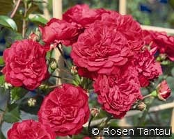 Starlet Rose Lola syn. Luisa kaufen, click for more details Starlet Rose Lola syn. Luisa