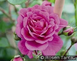 Starlet Rose Melina kaufen, click for more details Starlet Rose Melina