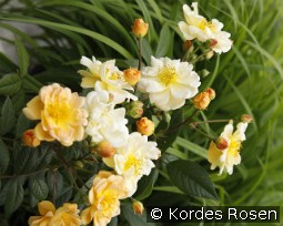 Sunny Siluetta kaufen, click for more details Sunny Siluetta