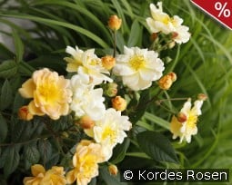 Sunny Siluetta kaufen, click for more details Sunny Siluetta