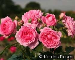 Sweet Laguna kaufen, click for more details Sweet Laguna