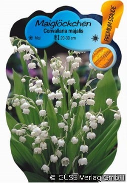 Maiglöckchen kaufen, clicken für mehr Details Maiglöckchen