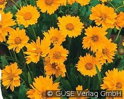 Mädchenauge kaufen, clicken für mehr Details Mädchenauge