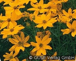 Mädchenauge kaufen, clicken für mehr Details Mädchenauge