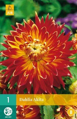 Dahlie Akita kaufen, clicken für mehr Details Dahlie Akita