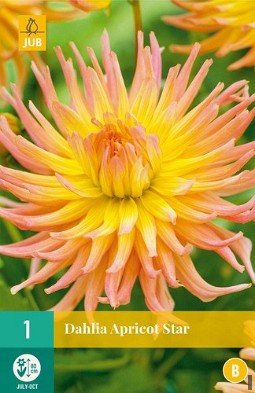 Dahlie Apricot Star kaufen, clicken für mehr Details Dahlie Apricot Star