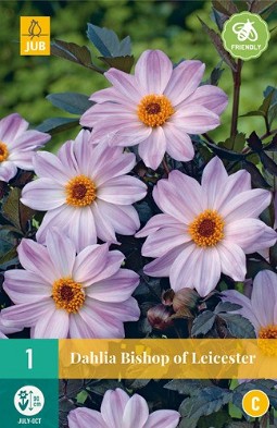 Dahlie Bishop of Leicester kaufen, clicken für mehr Details Dahlie Bishop of Leicester