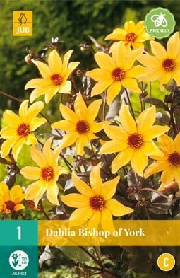 Dahlie Bishop of York kaufen, clicken für mehr Details Dahlie Bishop of York