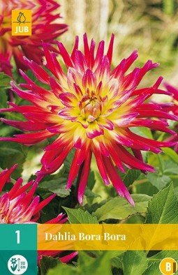 Dahlie Bora Bora kaufen, clicken für mehr Details Dahlie Bora Bora