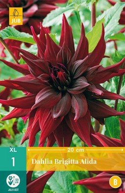 Dahlie Brigitta Alida kaufen, clicken für mehr Details Dahlie Brigitta Alida