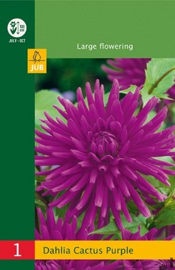 Dahlie Cactus Purple kaufen, clicken für mehr Details Dahlie Cactus Purple