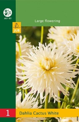 Dahlie Cactus White kaufen, clicken für mehr Details Dahlie Cactus White