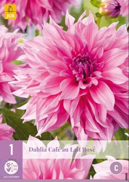 Dahlie Café au Lait Rosé kaufen, clicken für mehr Details Dahlie Café au Lait Rosé