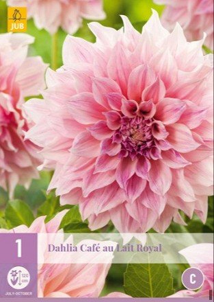 Dahlie Café au Lait Royal