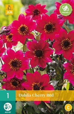 Dahlie Cherry Red kaufen, clicken für mehr Details Dahlie Cherry Red