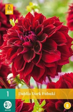 Dahlie Dark Fubuki kaufen, clicken für mehr Details Dahlie Dark Fubuki