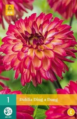Dahlie Ding a Dong kaufen, click for more details Dahlie Ding a Dong
