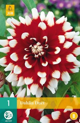 Dahlie Duet kaufen, clicken für mehr Details Dahlie Duet
