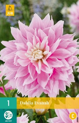 Dahlie Evanah kaufen, clicken für mehr Details Dahlie Evanah