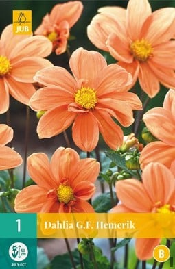 Dahlie G. F. Hemerik kaufen, click for more details Dahlie G. F. Hemerik