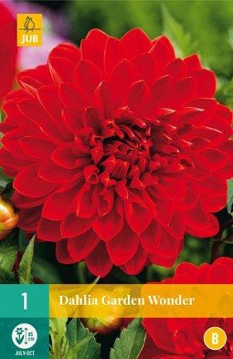 Dahlie Garden Wonder