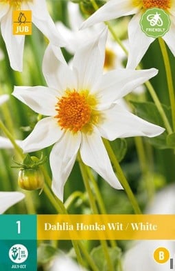 Dahlie Honka Wit kaufen, clicken für mehr Details Dahlie Honka Wit
