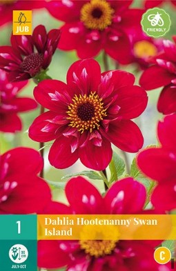 Dahlie Hootenanny Swan Island kaufen, clicken für mehr Details Dahlie Hootenanny Swan Island