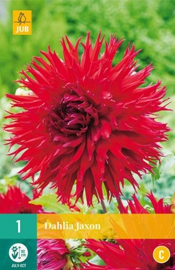 Dahlie Jaxon kaufen, clicken für mehr Details Dahlie Jaxon