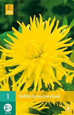 Dahlie Kennemerland kaufen, clicken für mehr Details Dahlie Kennemerland