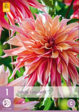 Dahlie Labyrinth kaufen, clicken für mehr Details Dahlie Labyrinth