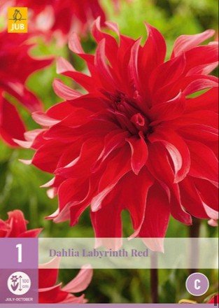 Dahlie Labyrinth Red