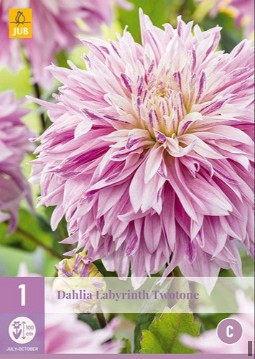 Dahlie Labyrinth Twotone kaufen, clicken für mehr Details Dahlie Labyrinth Twotone