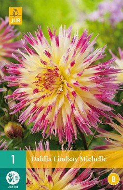 Dahlie Lindsay Michele kaufen, clicken für mehr Details Dahlie Lindsay Michele