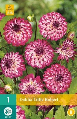 Dahlie Little Robert kaufen, clicken für mehr Details Dahlie Little Robert