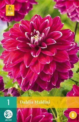 Dahlie Maldini kaufen, clicken für mehr Details Dahlie Maldini