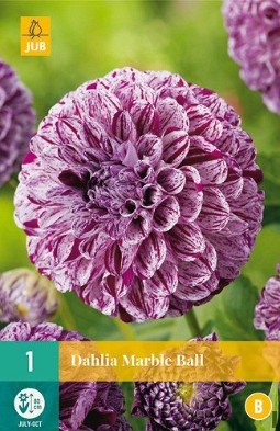 Dahlie Marble Ball kaufen, clicken für mehr Details Dahlie Marble Ball
